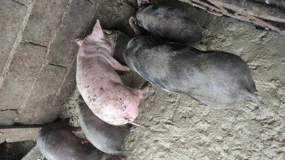 purcei de vanzare rasă petriean cu landras  purcei de vanzare rasă petriean cu landras