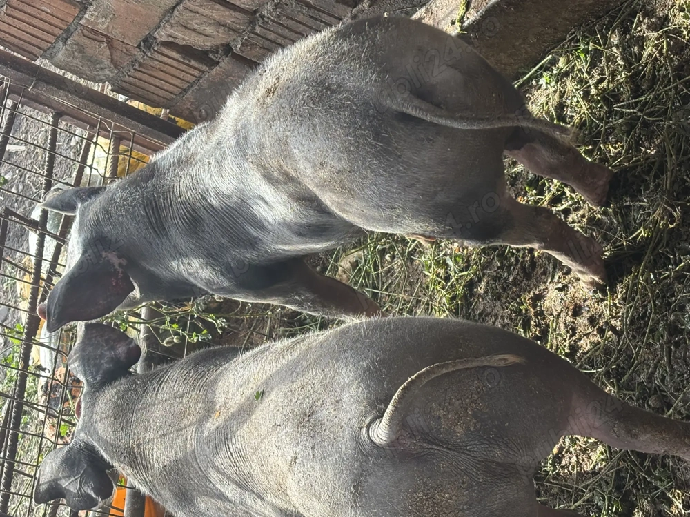 Porci de carne pt sacrificat  Porci de carne pt sacrificat