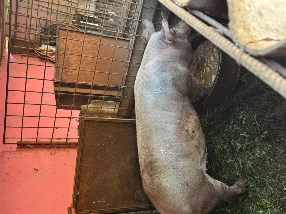 Vând porci între 130 și 170 kg