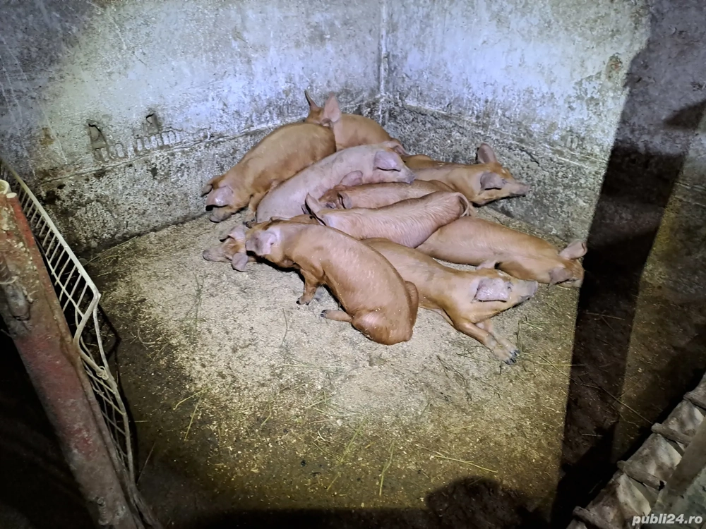 purcei duroc  purcei duroc