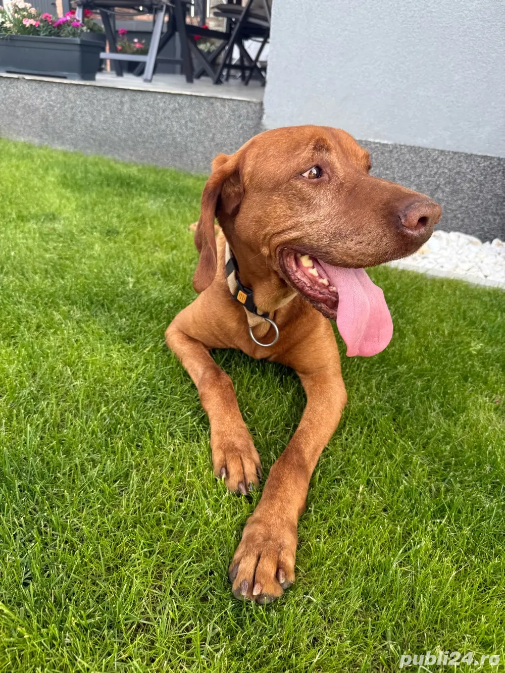 Vizsla maghiar pentru pui! mascul cu pedigree, 7 ani, Timișoara