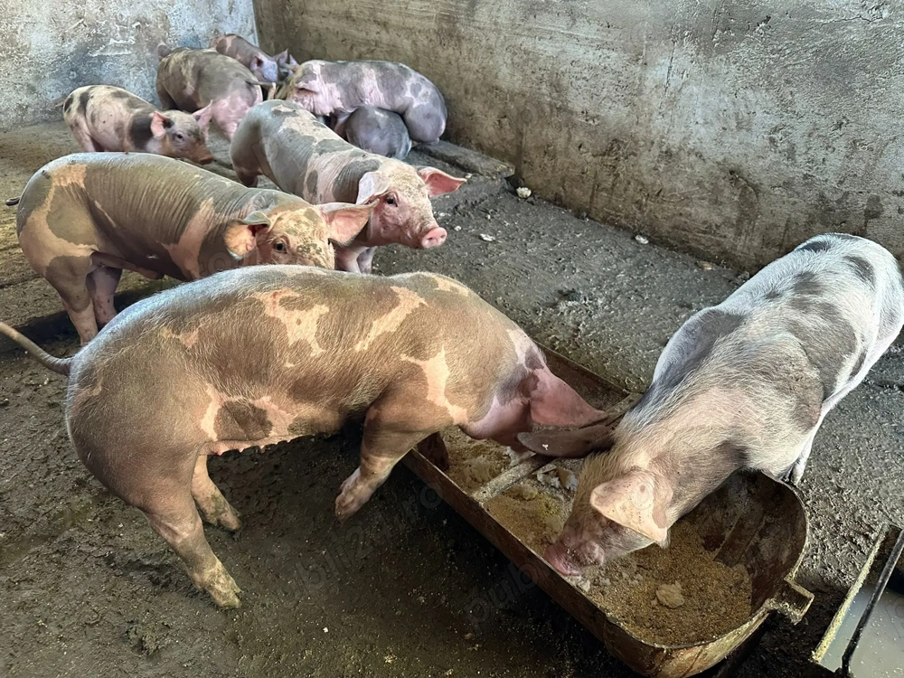 Purcei rasa petrean Purcei rasa petrean