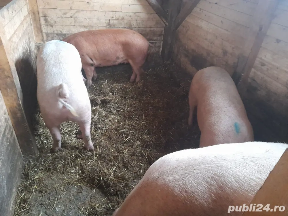 vand porc de craciun 