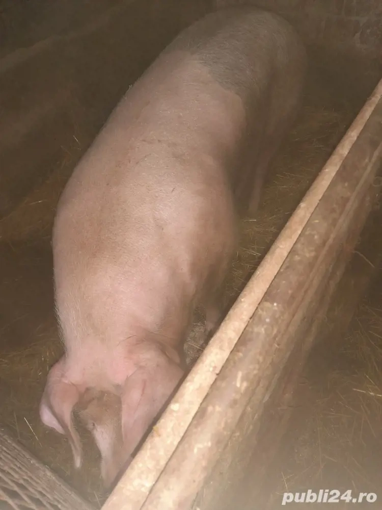 porc pentru craciun porc pentru craciun