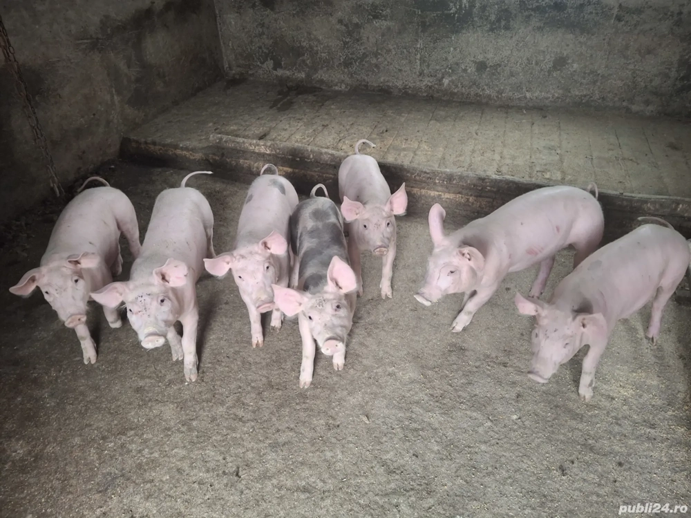 Disponibil 5 buc.mancaciosi si sănătoși  Disponibil 5 buc.mancaciosi si sănătoși