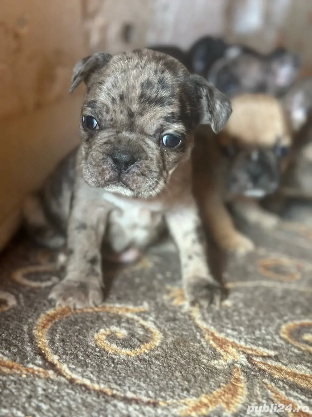 Buldog francez  Buldog francez