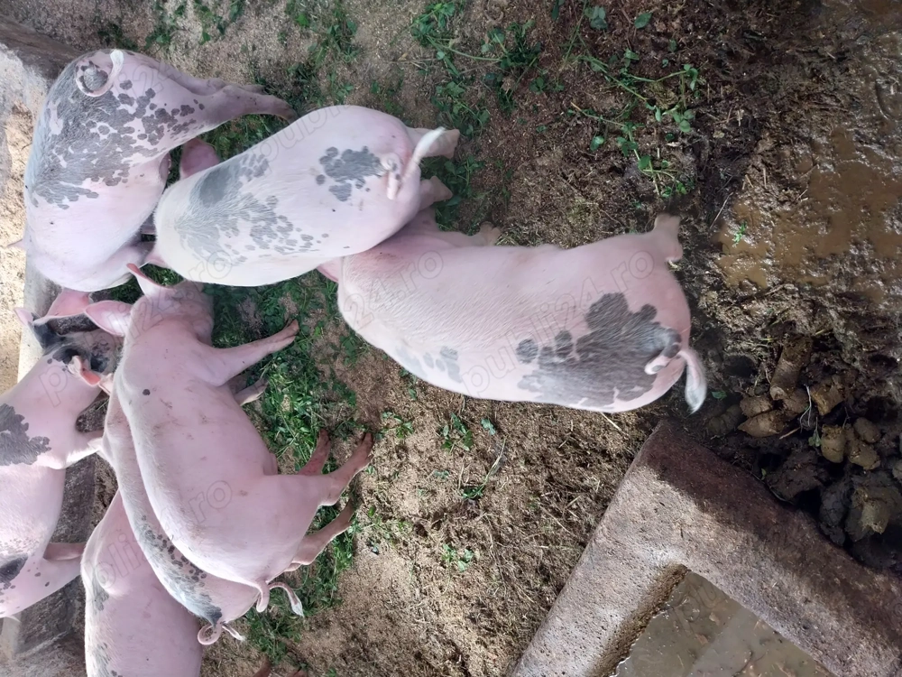 Porci de vanzare  