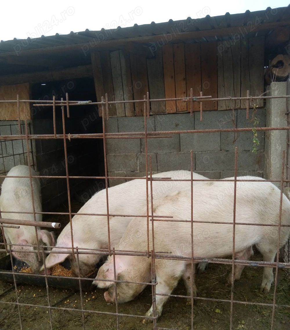 Porci disponibili caută altă casă 