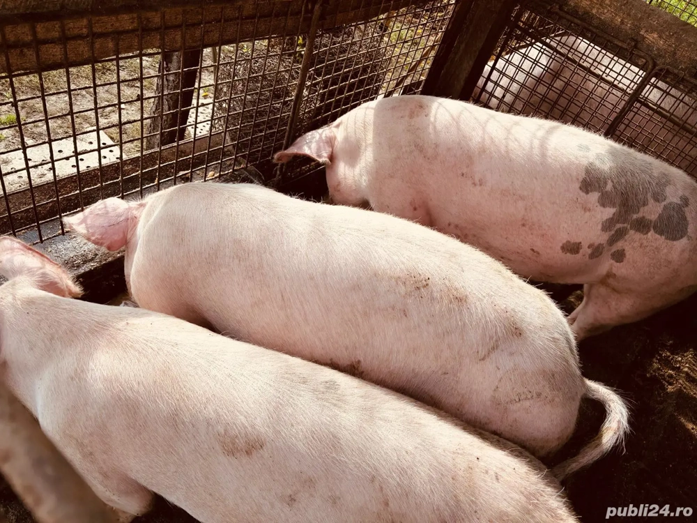 porci de vanzare