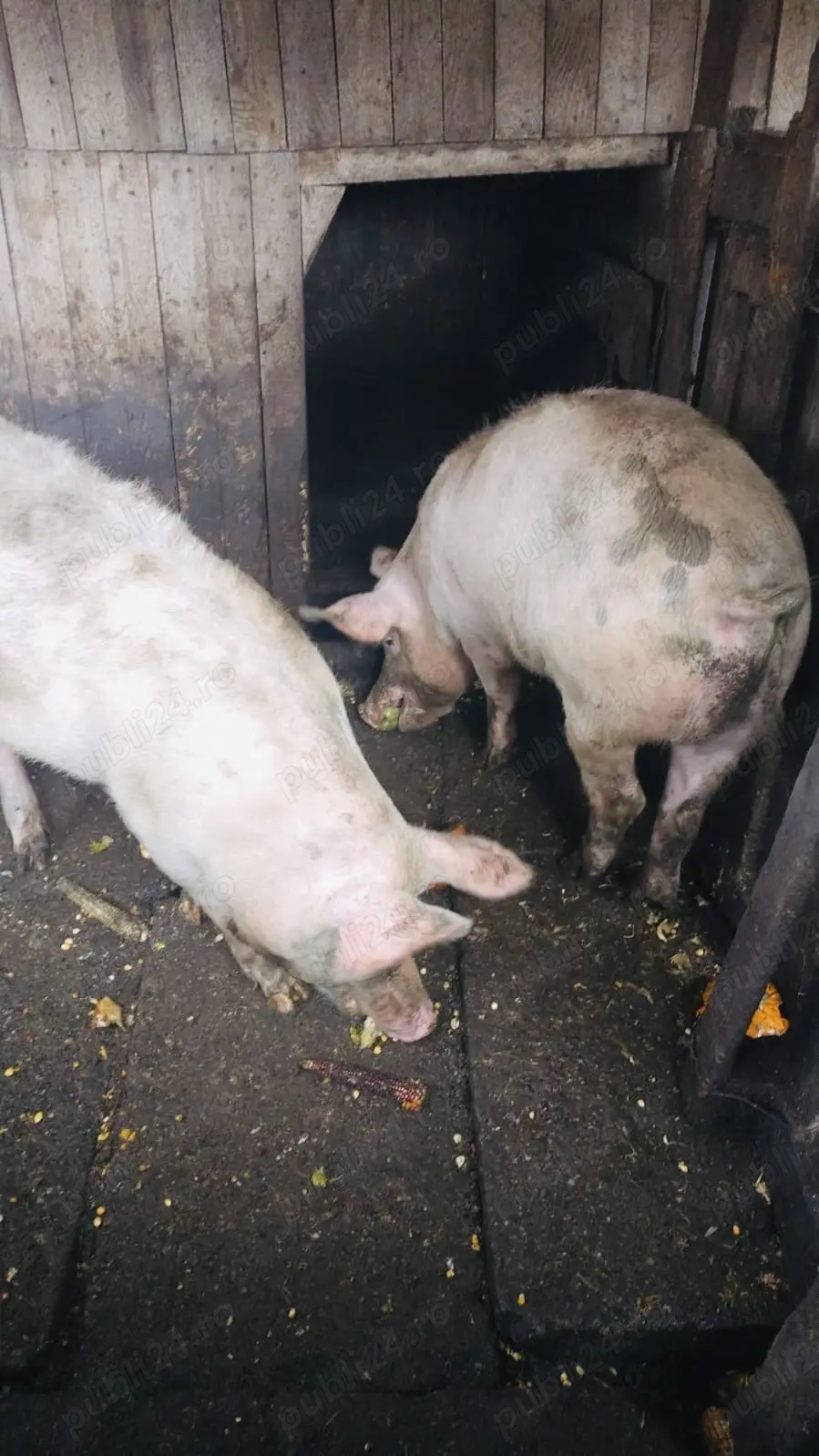 Vând porci mari! Comuna Milas! Crescuți în gospodărie 