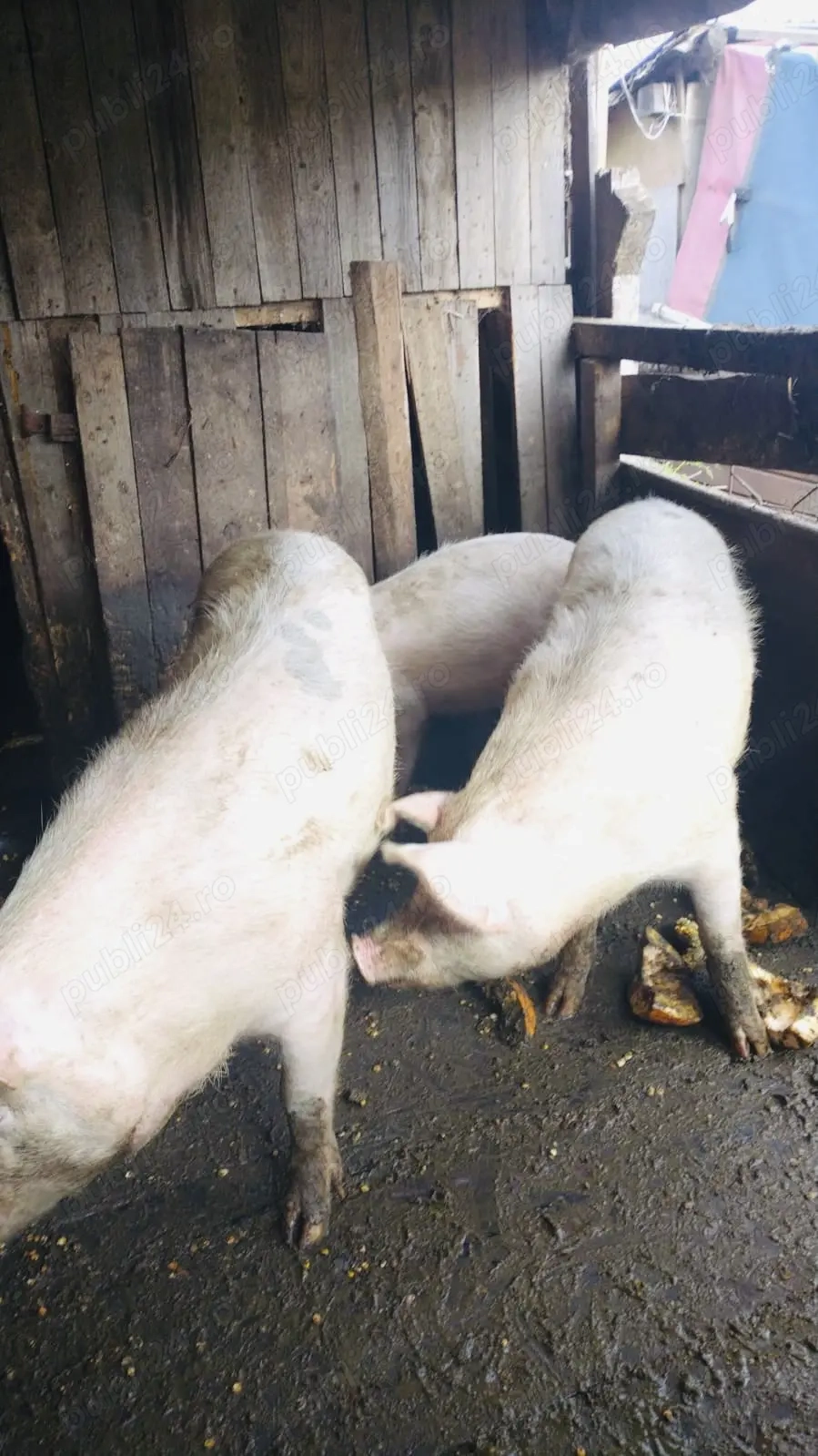 Porci mari crescuți în gospodărie ! Porci mari crescuți în gospodărie !