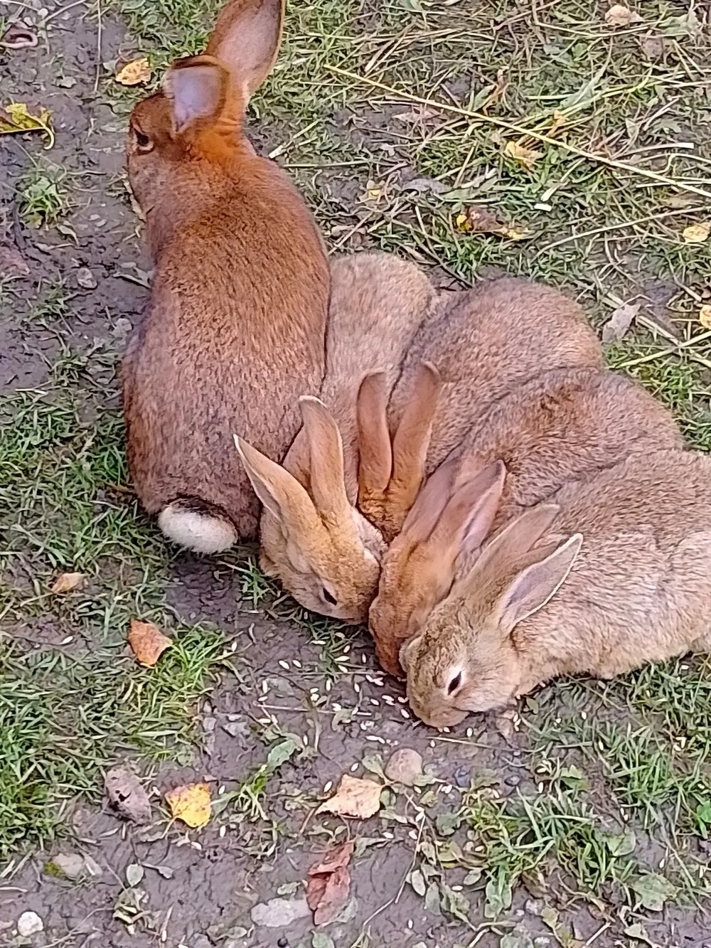 pui de iepuri pui de iepuri