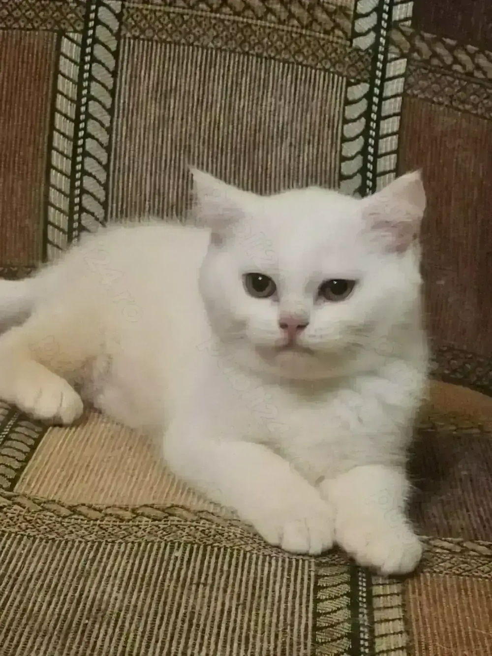 British Shorthair și Longhair White si Silver Tabby, masculi si femele 