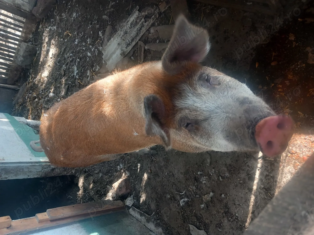 De vanzre porci Sanpaul