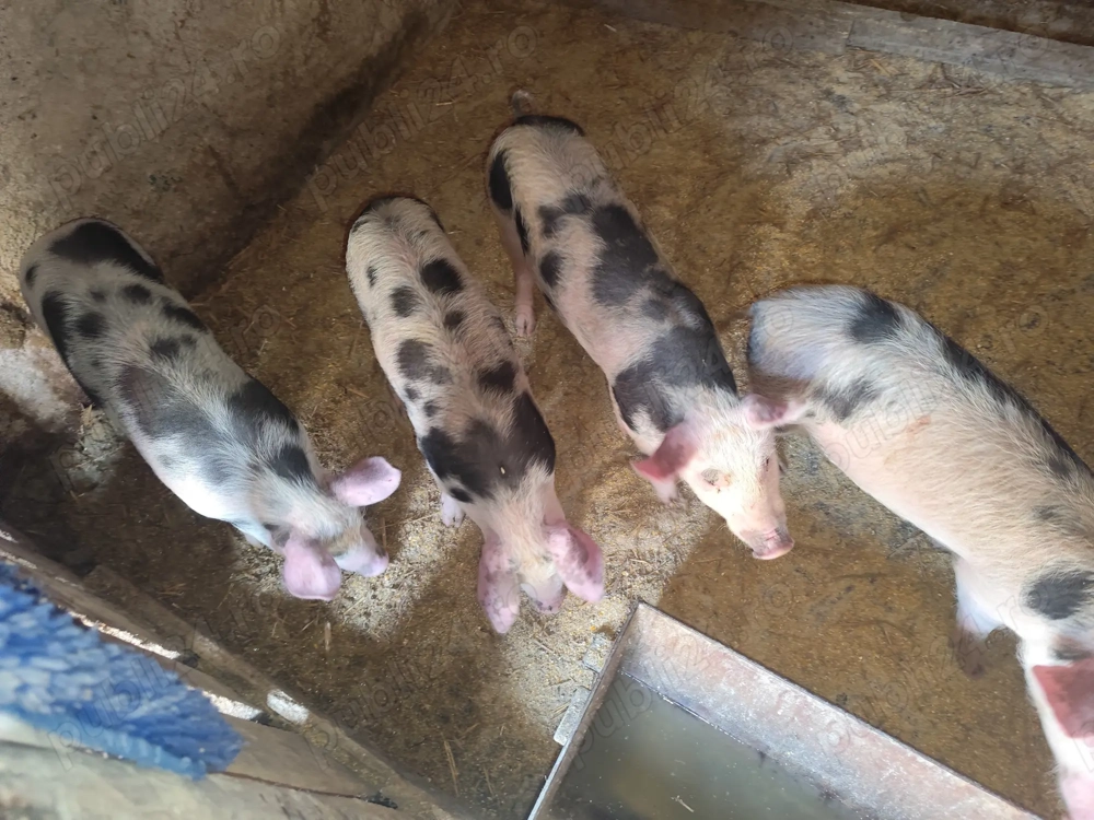 Purcei 12 săptămâni             Purcei 12 săptămâni