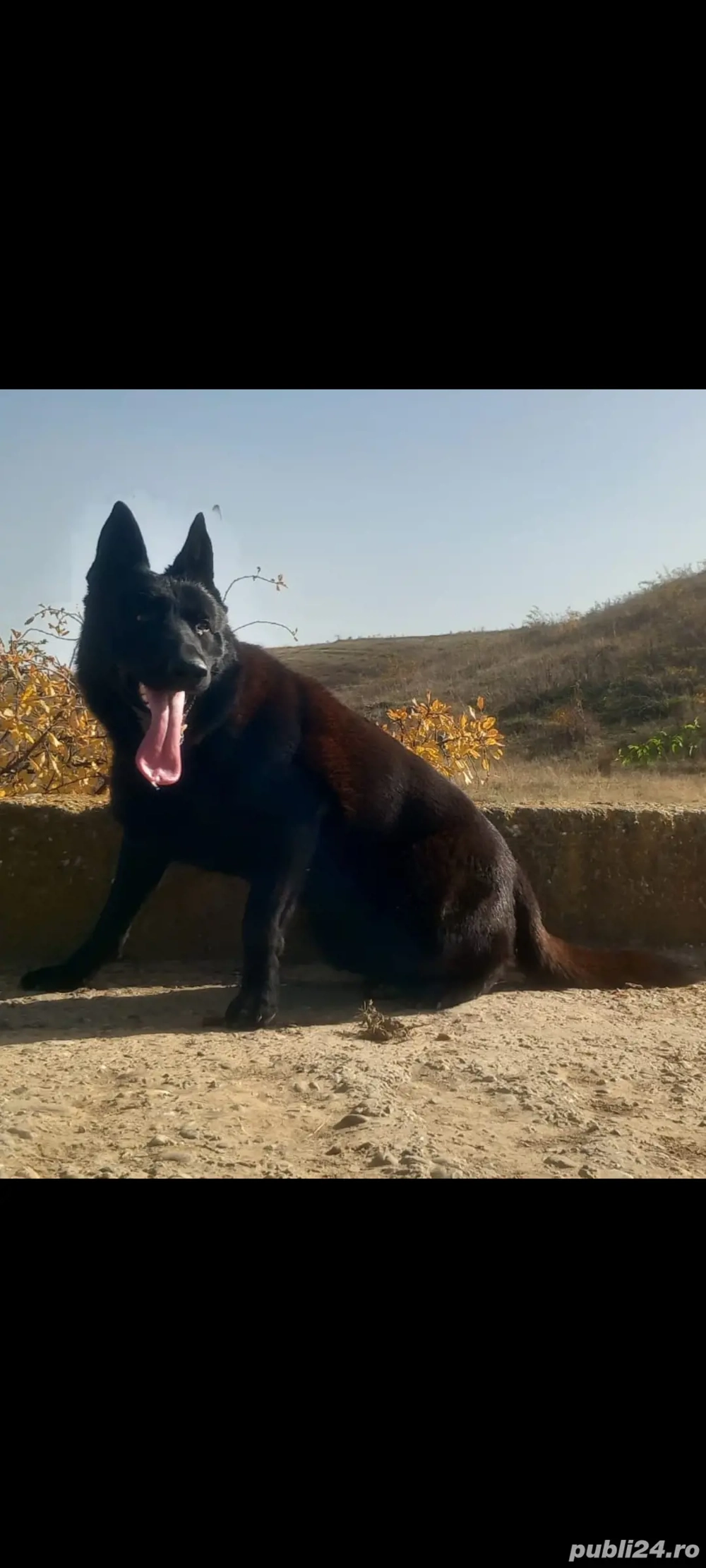 HUGO caut parteneră  HUGO caut parteneră