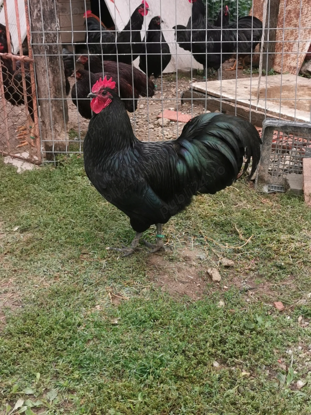 Cocos Australorp