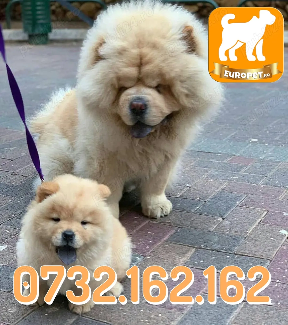 Chow Chow super frumosi- cu acte-microcipati- Factura-Livrare la Bucuresti