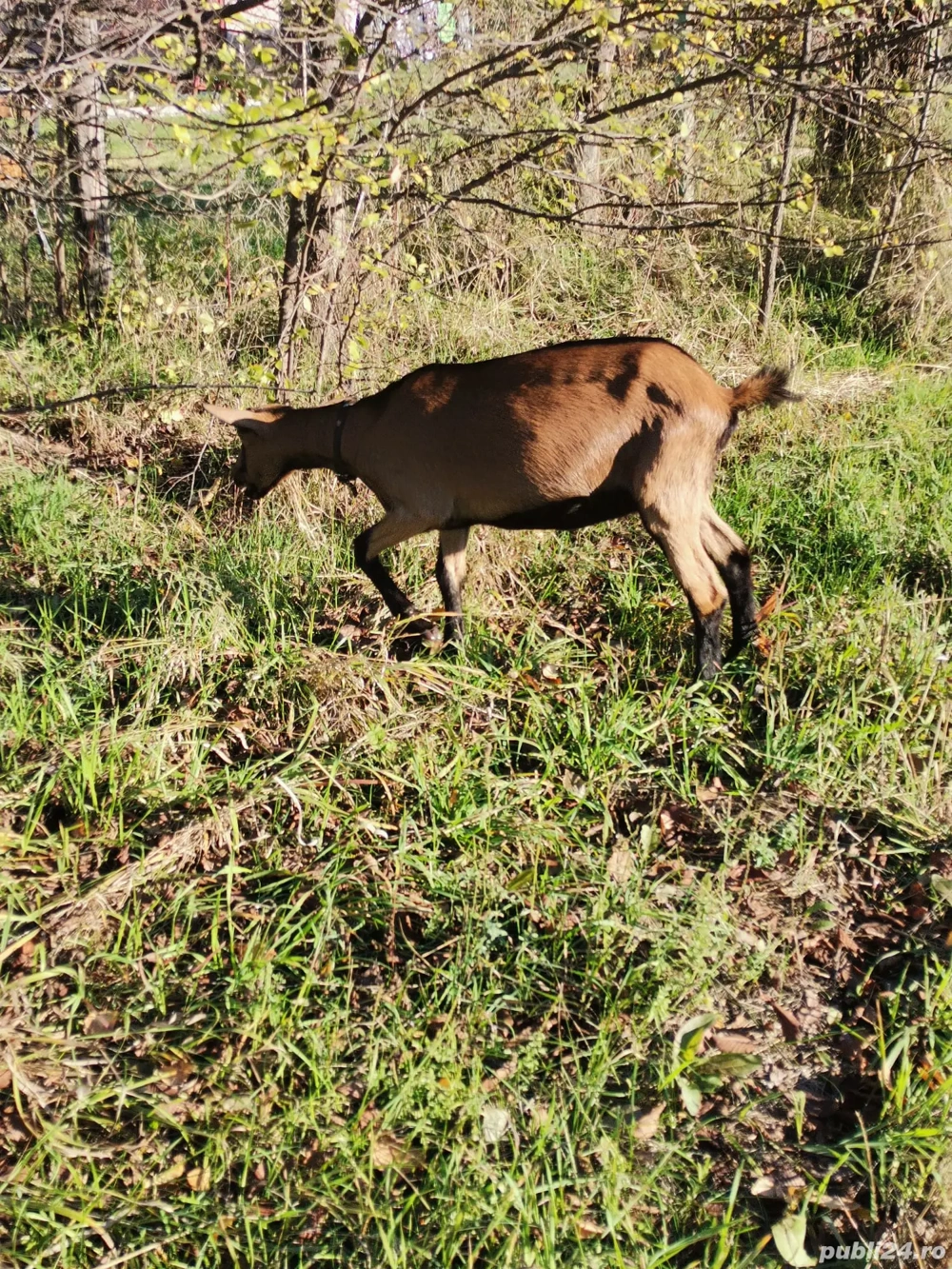 Vand ieduta alpina franceza 