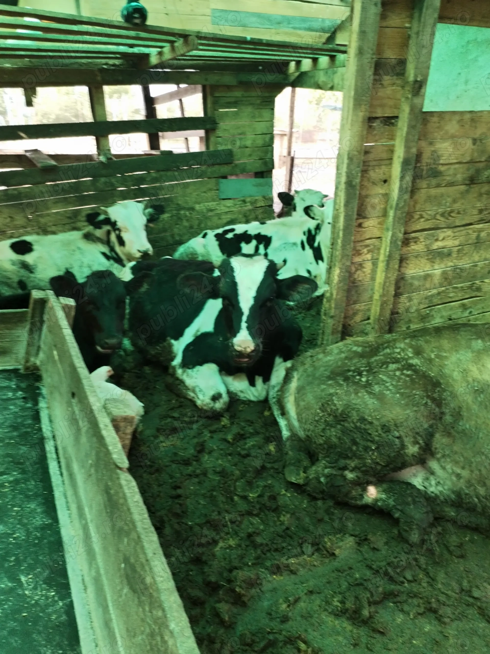  vitei sanatosi de 1 an