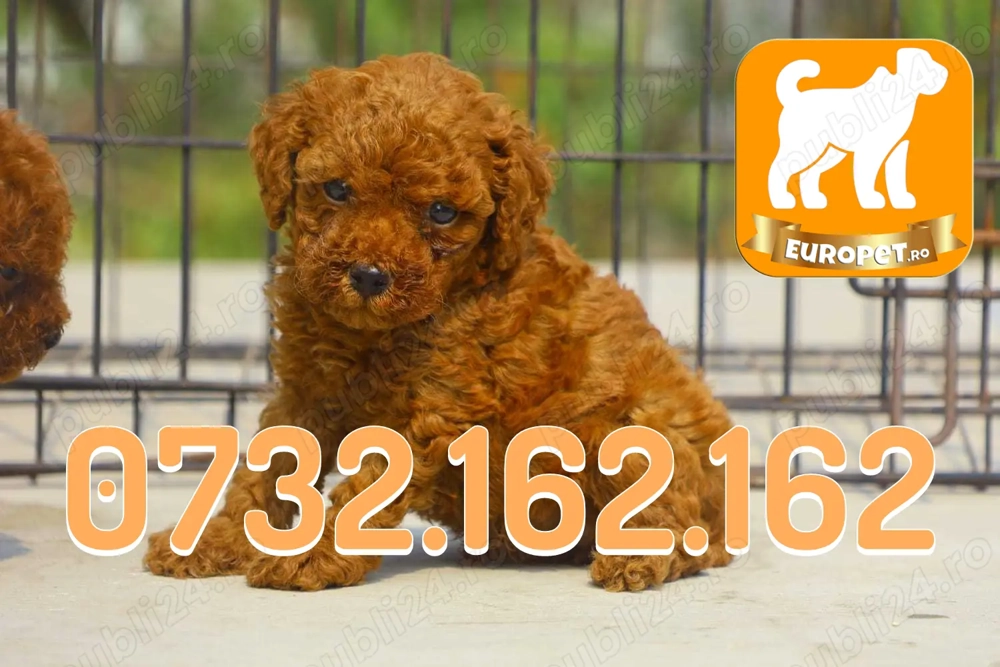 Caniche pitic talie mica de vanzare-Factura-Carnet-Microcip-Inregistrare-Vaccin-Livrare Bucuresti