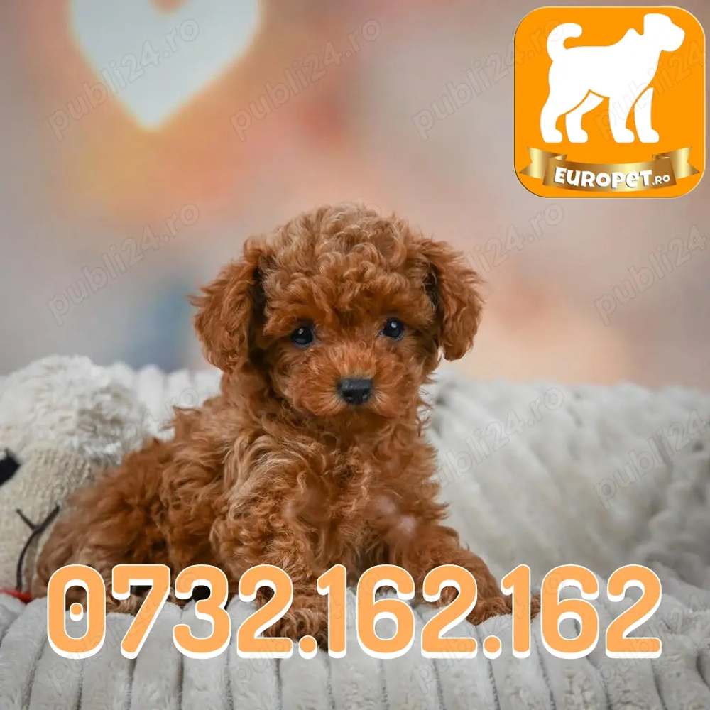 Pudel Toy Caniche Pitic de vanzare cu Factura-Carnet-Microcip-Garantie-Livrare la Brasov