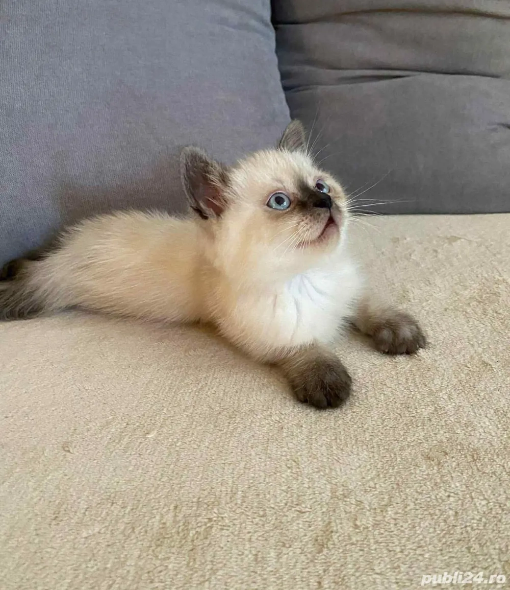 Ragdoll puiuți frumoși 
