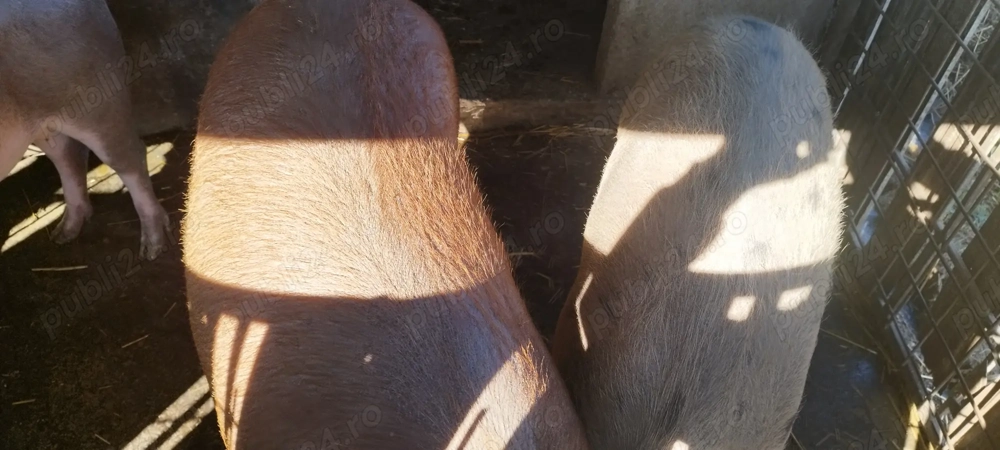 Vând porci pentru sacrificat Vând porci pentru sacrificat