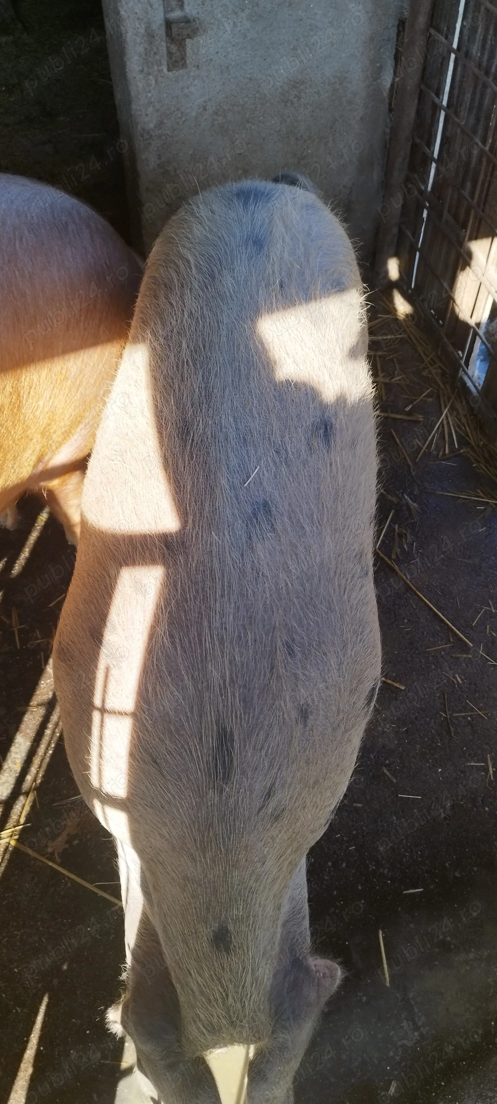 Vând porci pentru taiat  Vând porci pentru taiat