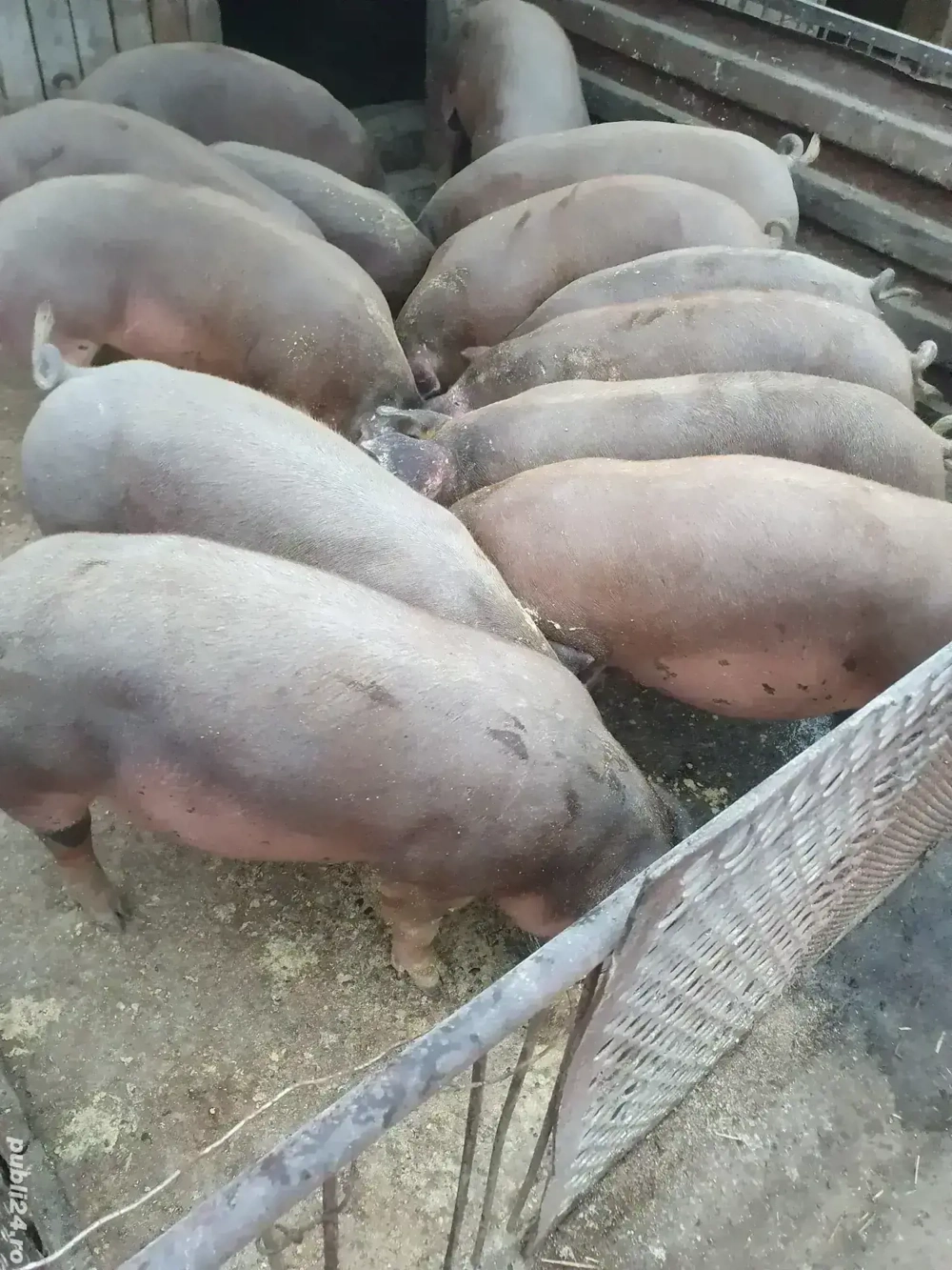 Grăsuni pentru Craciun Grăsuni pentru Craciun