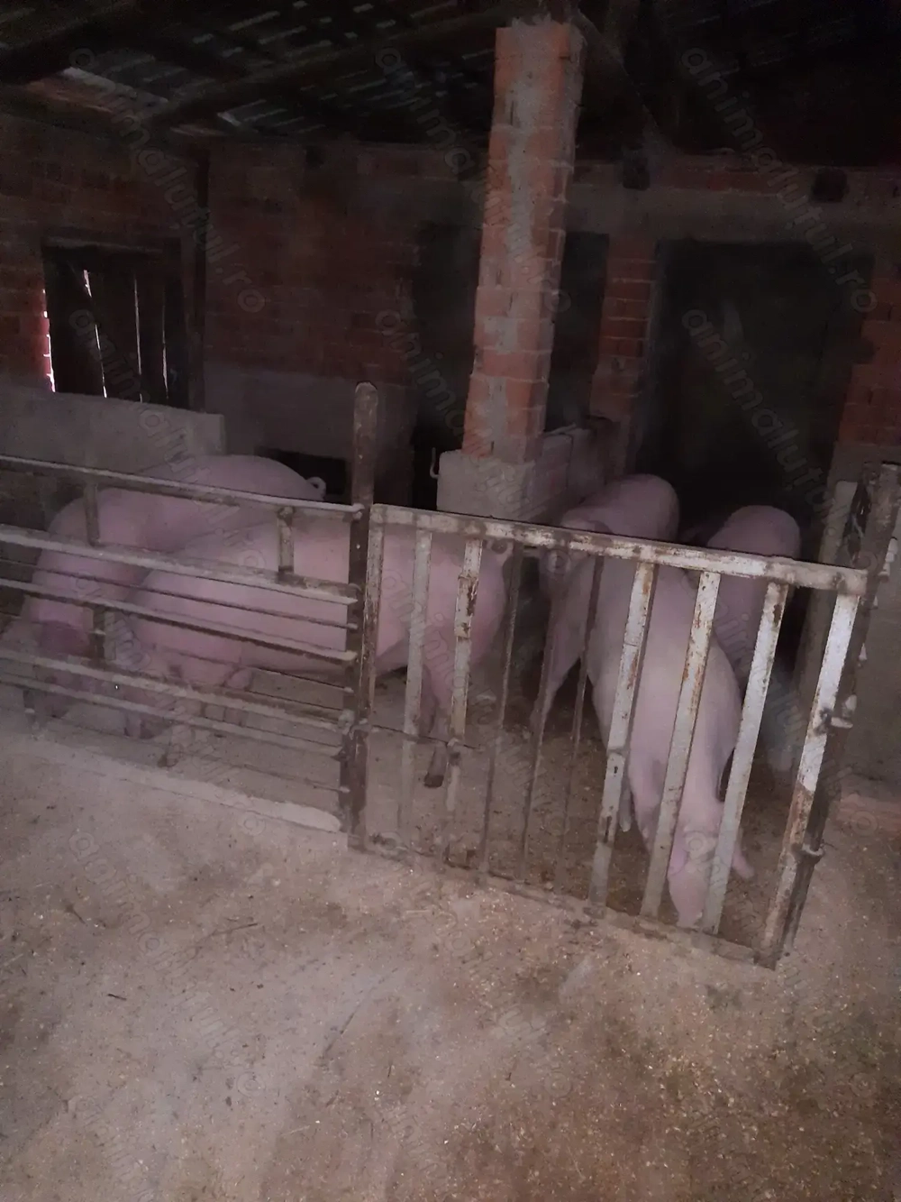 Porci crescuti BiO Porci crescuti BiO