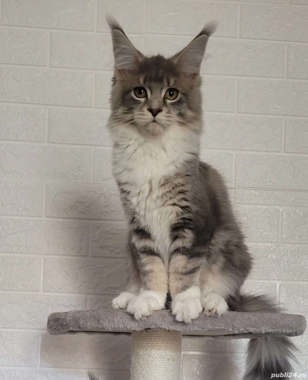 Vand pui Maine Coon , 3000 ron