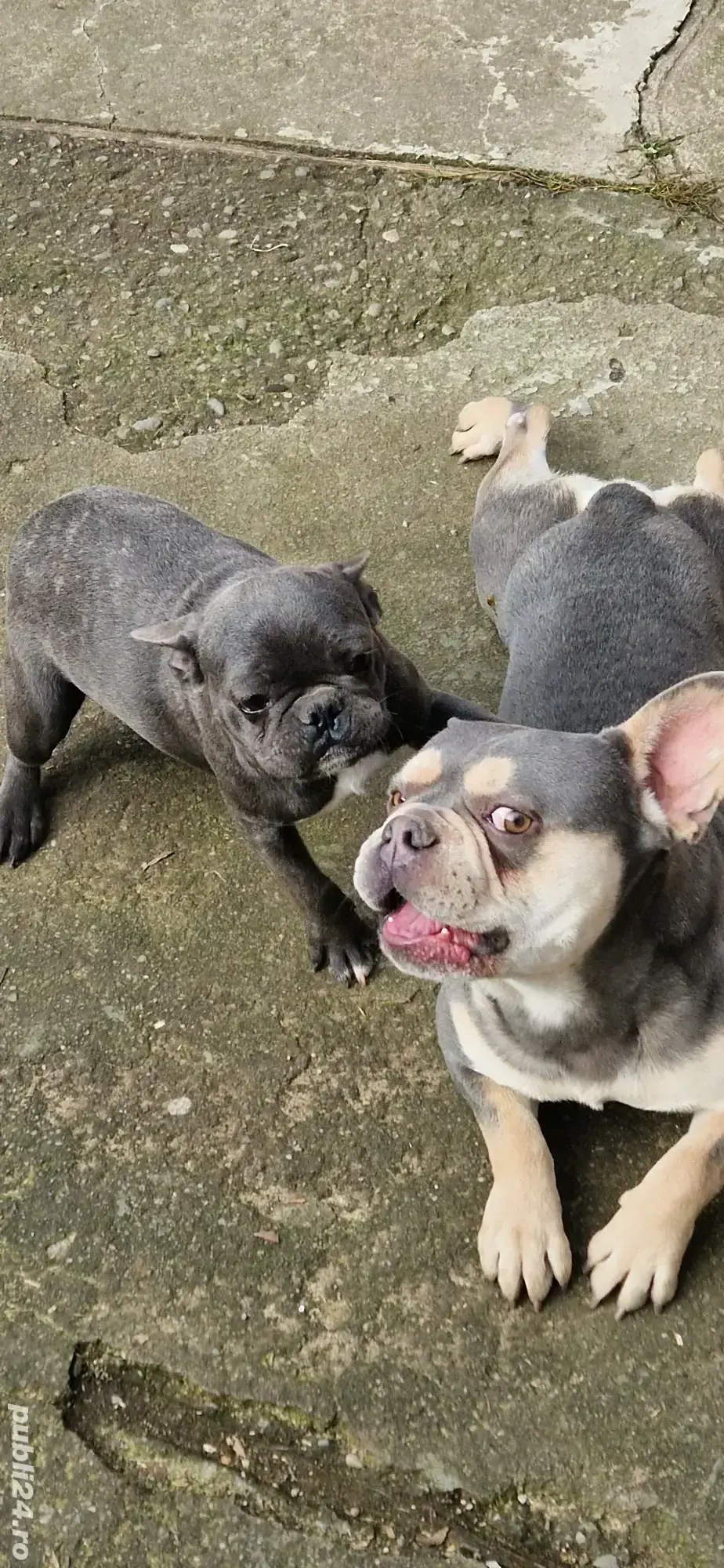 Buldog francez blue cu pete   Buldog francez blue cu pete