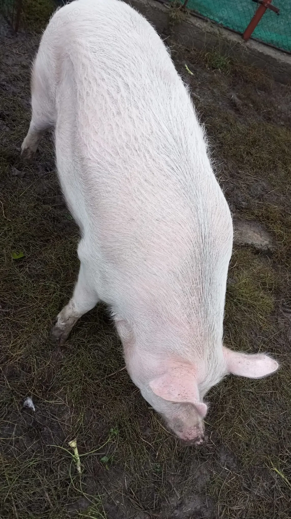 Se vinde ce se vede în imagine Se vinde ce se vede în imagine