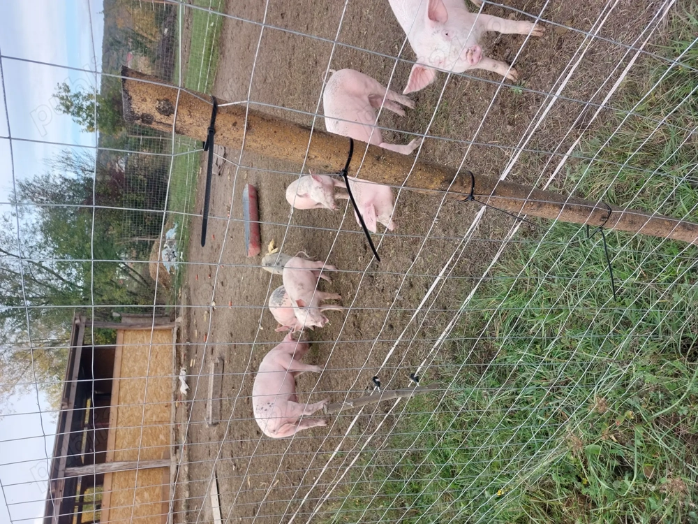 Vand purcei mari si mici  Vand purcei mari si mici