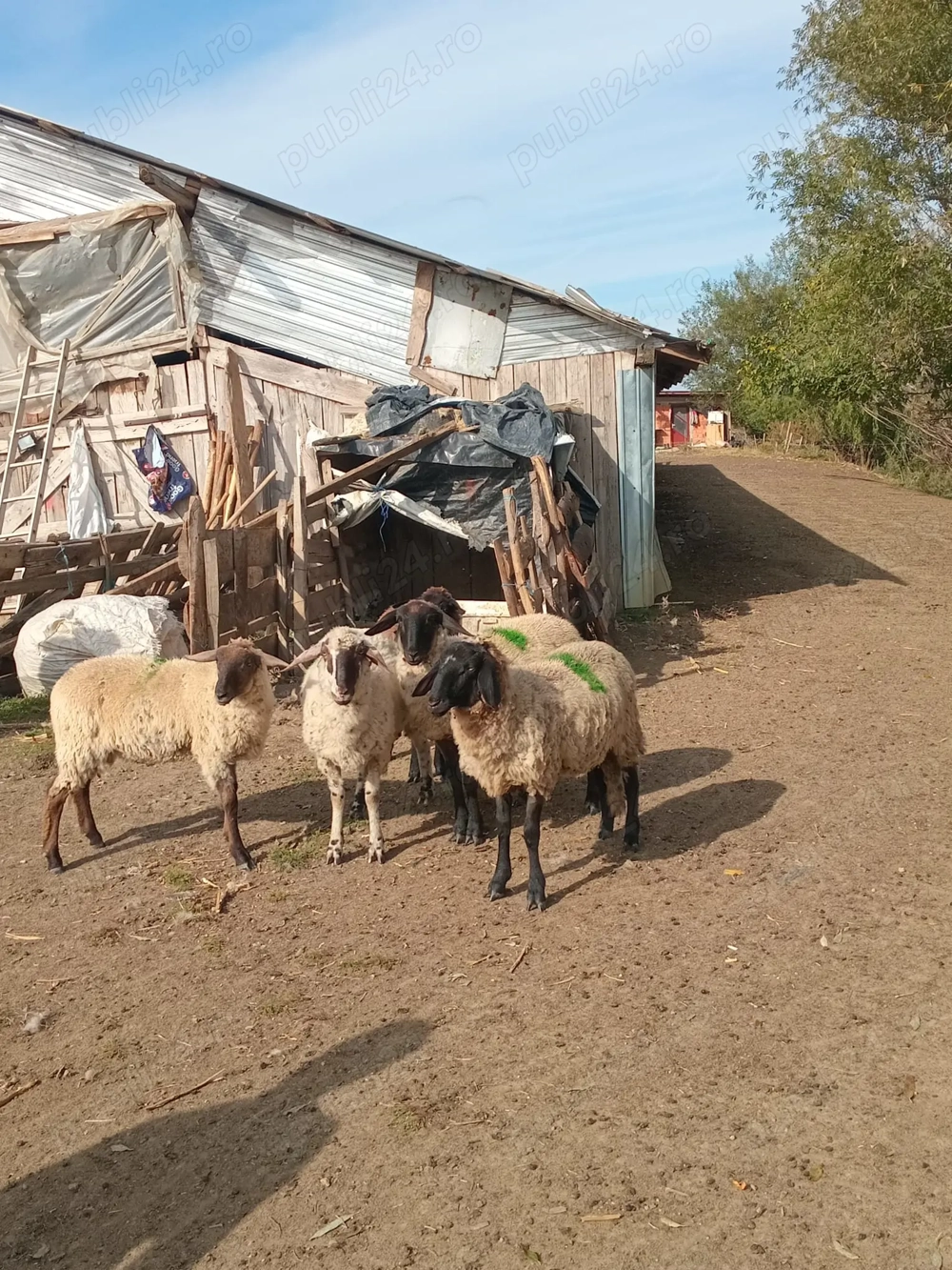 3 mieluțe și 1 berbecuț 