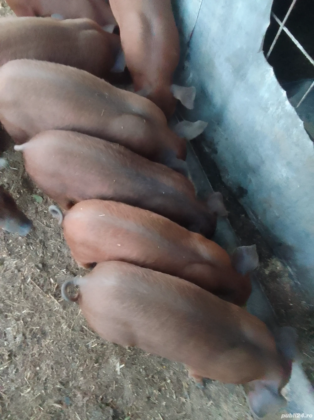 Purcei Duroc rasă pură 