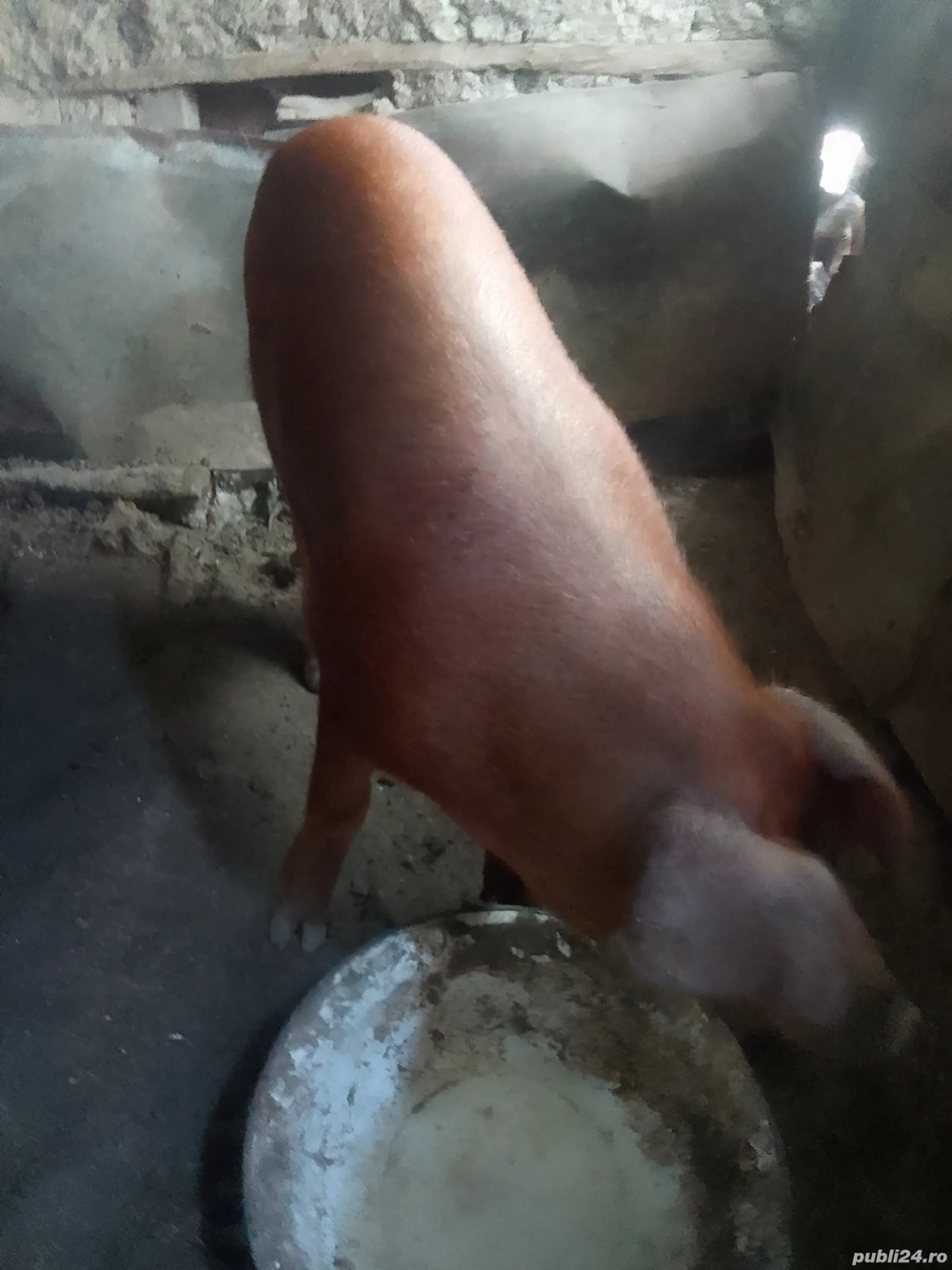 Porc Duroc  Porc Duroc