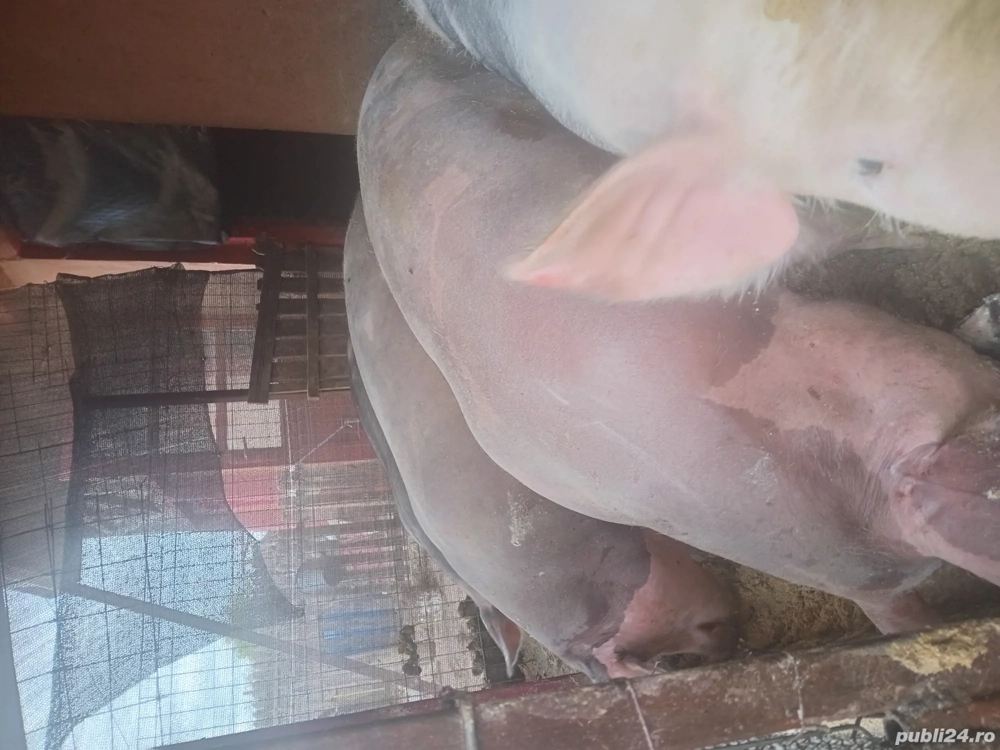 Porci de vanzare pentru Craciun ! Porci de vanzare pentru Craciun !