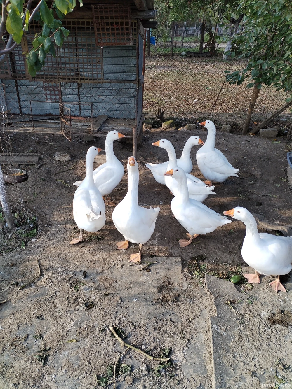 gâște de vanzare gâște de vanzare