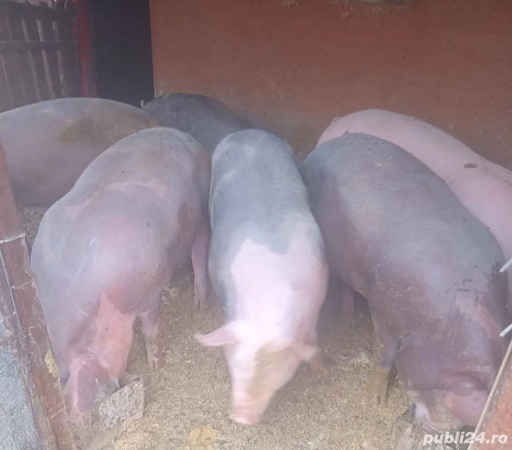 Porci de vanzare pentru Crăciun!