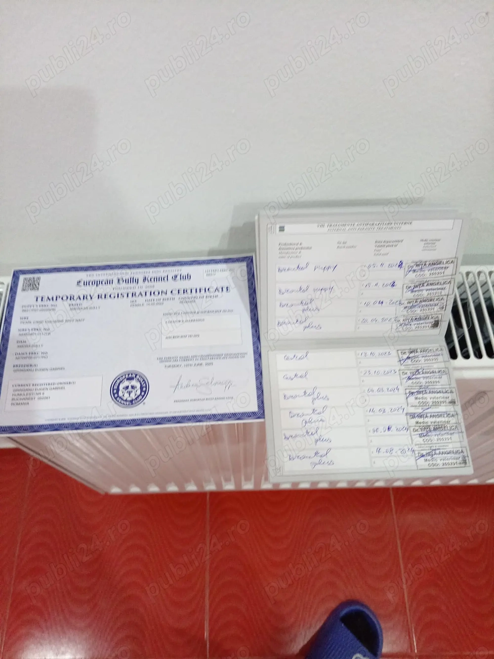 American bully pocket 