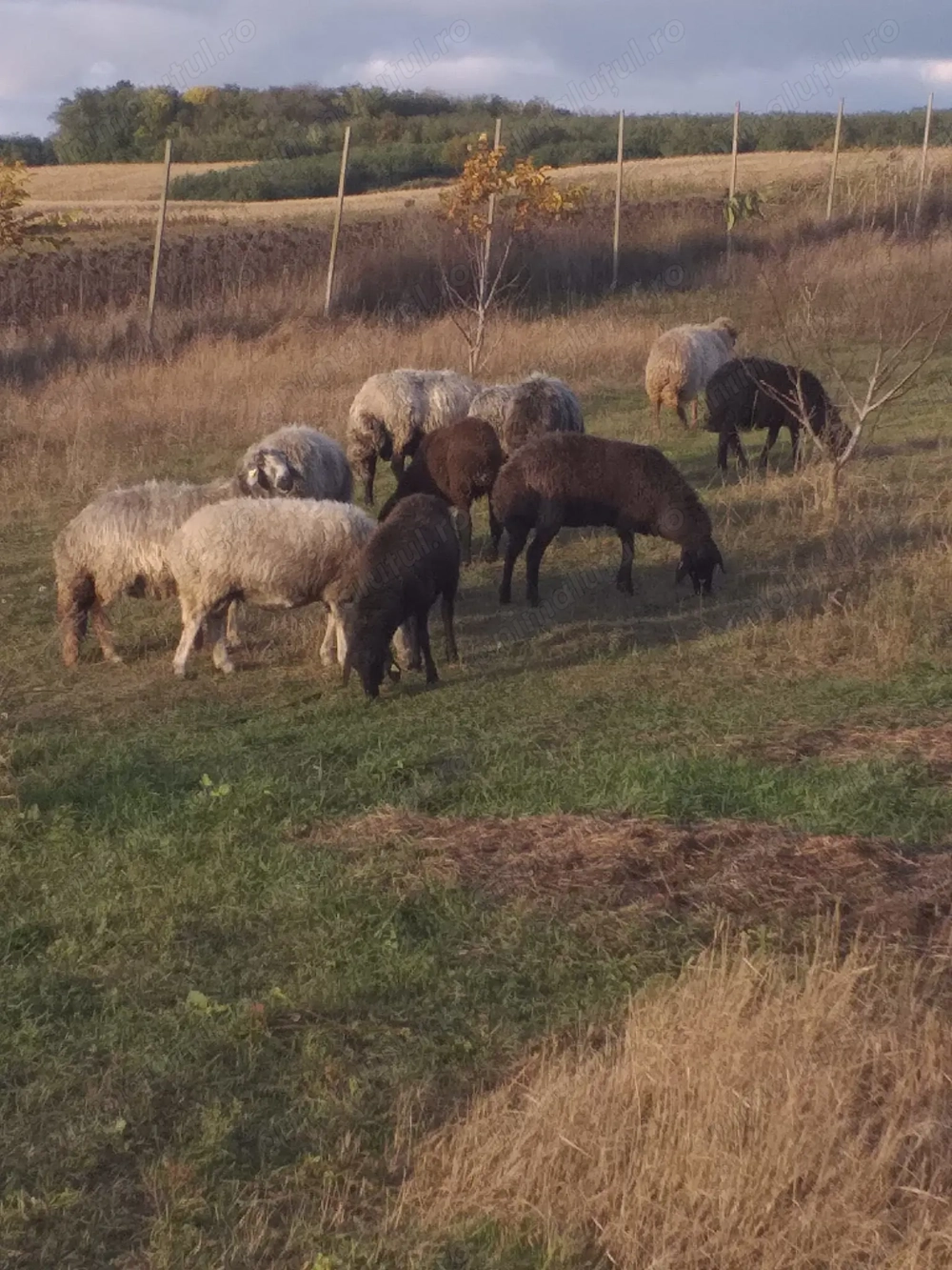 Oi tinere de vânzare 