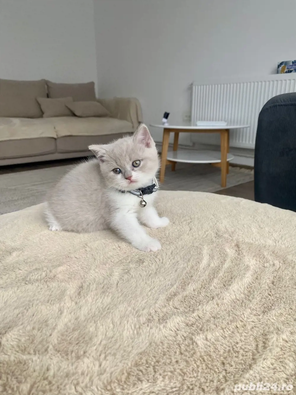 Motanel British Shorthair