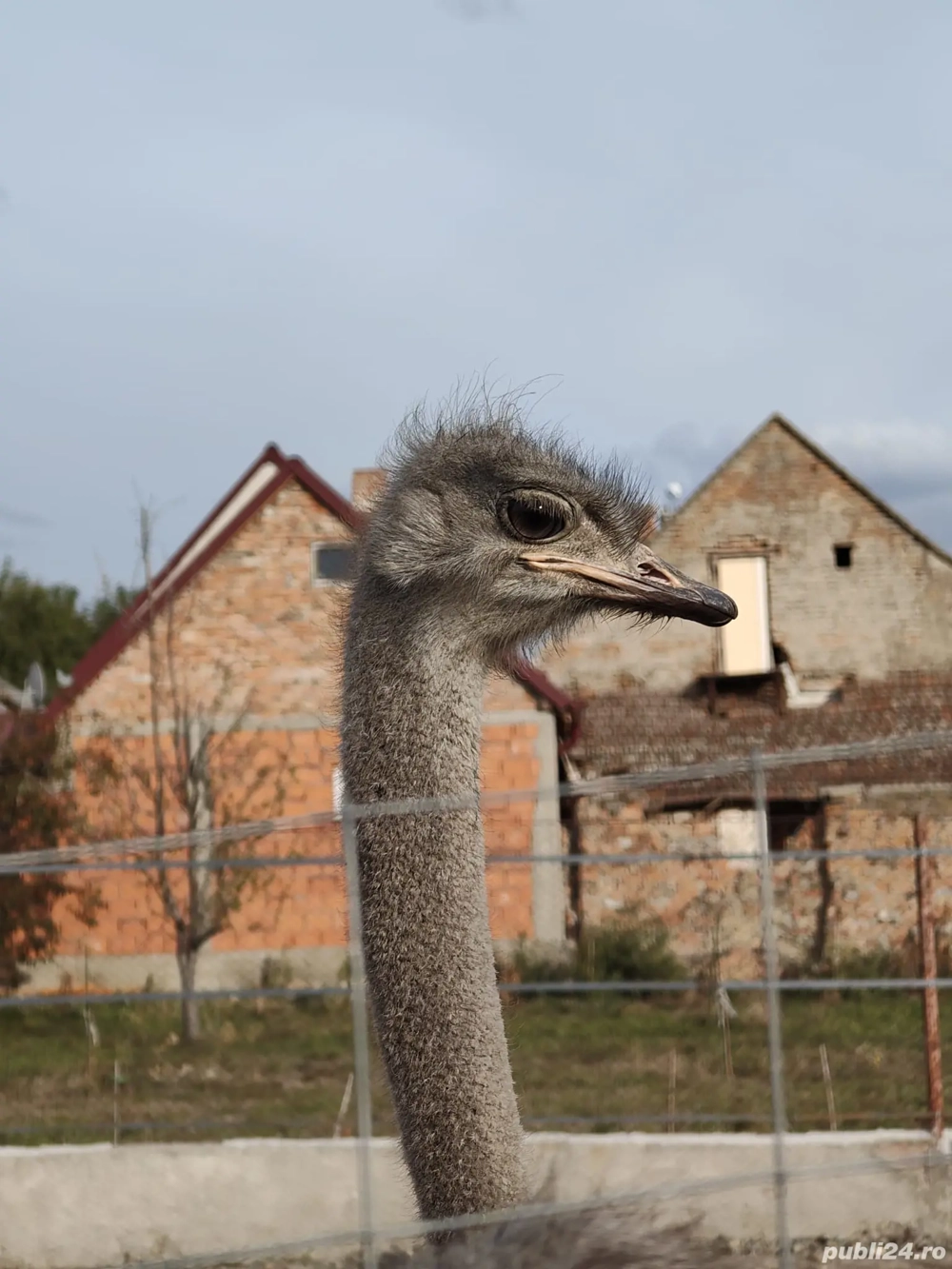 Vând familii de struți