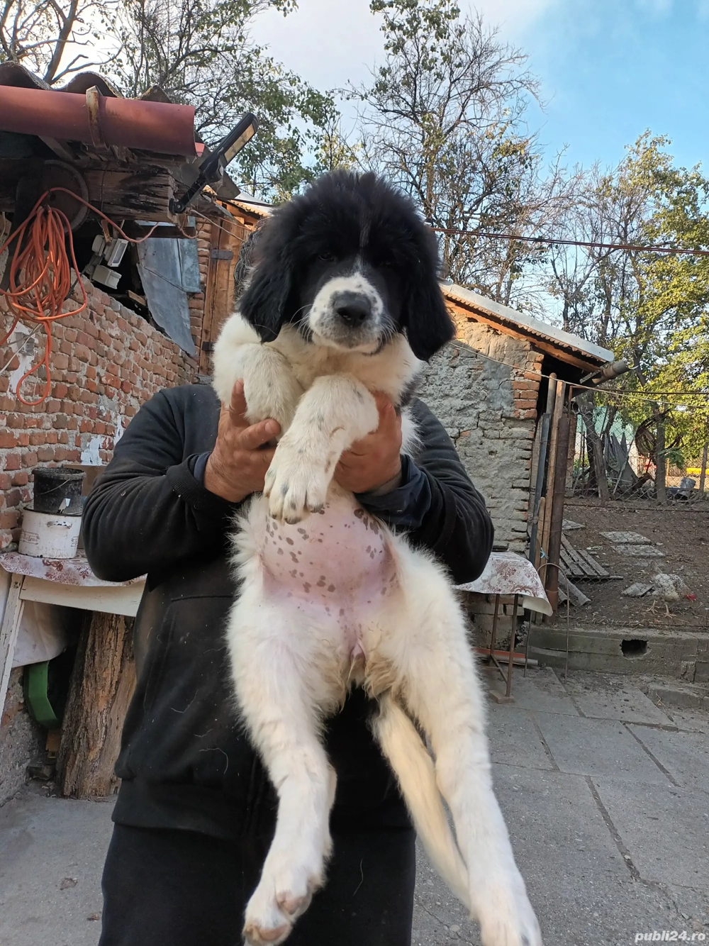 Ciobanesc Românesc de Bucovina 