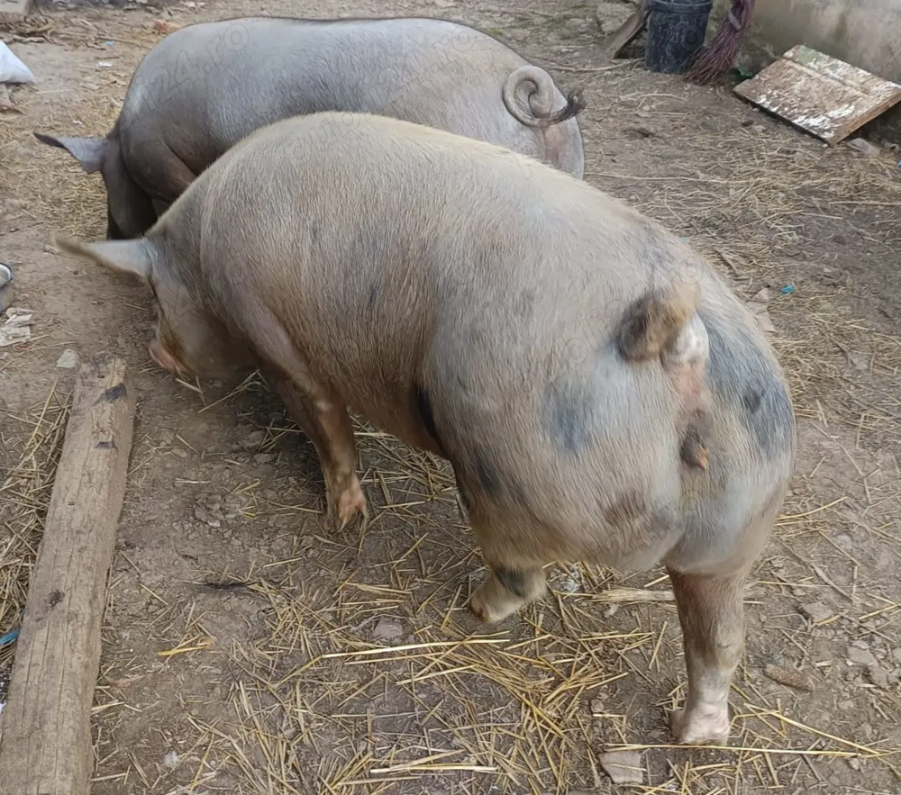 Vând doi porci grași  Vând doi porci grași