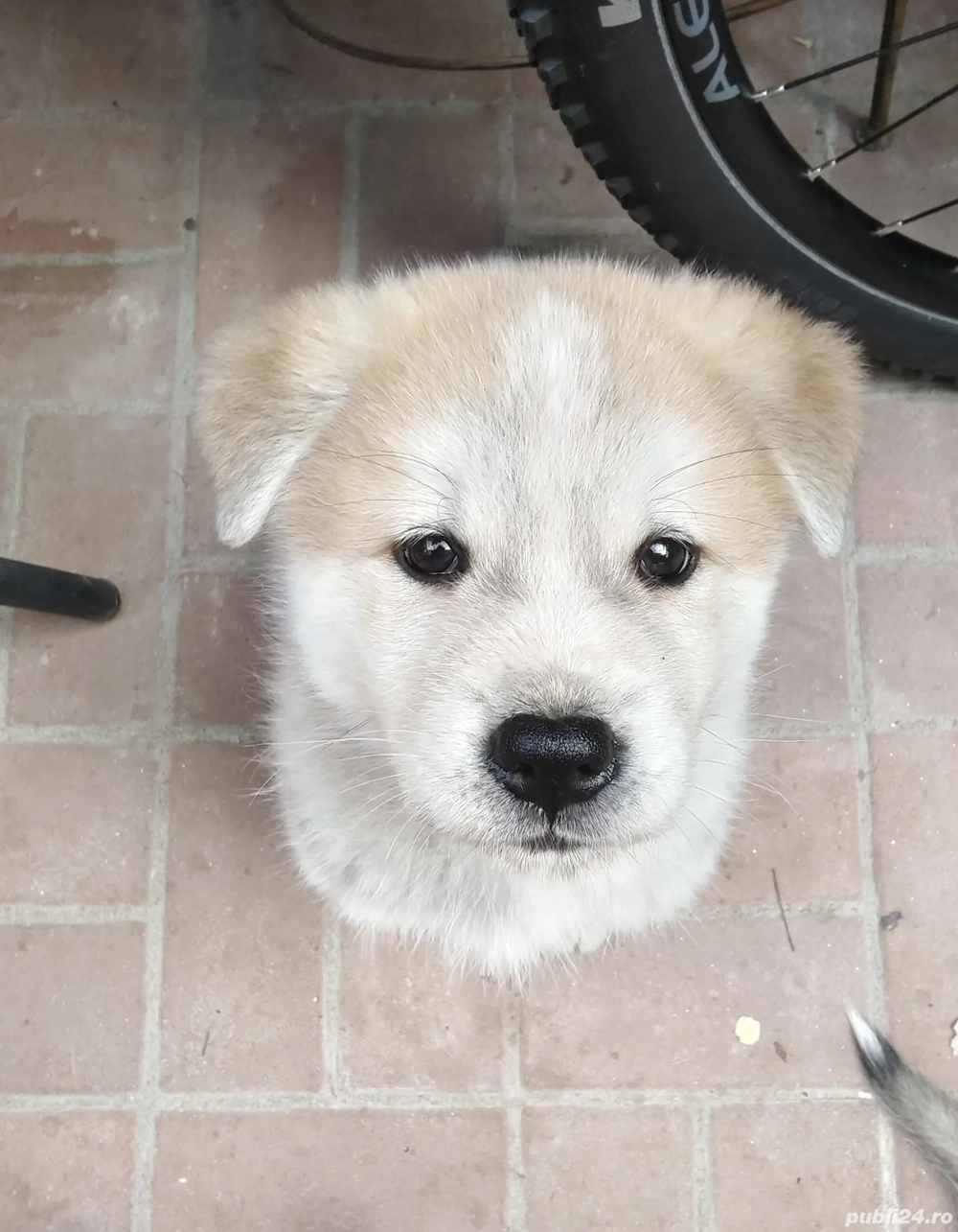 Akita Inu în căutarea unei familie iubitoare 