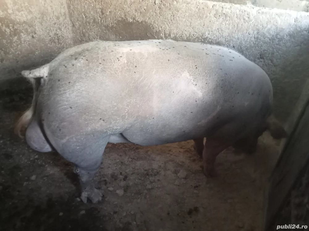 vier invatat la manechin pentru montă, are 400 kg, accept si schimburi, diverse vier invatat la manechin pentru montă, are 400 kg, accept si schimburi, diverse