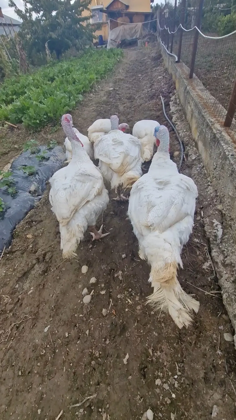 Curcani si curci de vânzare 